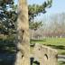 Thumbnail: Garden Elements, image 4