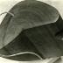 Thumbnail: Red Seed, image 4