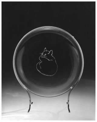 Cat Plate