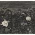 Thumbnail: The Kiss, image 6