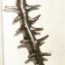 Thumbnail: Fishbone, image 3
