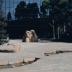 Thumbnail: California Scenario, Costa Mesa, image 11