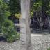 Thumbnail: To Tallness, image 7