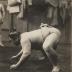 Thumbnail: Tamanishiki, image 9