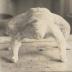 Thumbnail: Tamanishiki, image 11